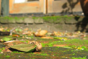 Groene aanslag verwijderen - Huren.nl - 1