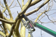 Bomen snoeien - Huren.nl - 1