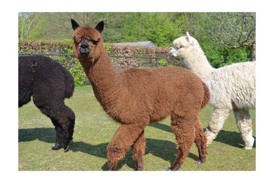 Alpaca - iremverhuur test - 7